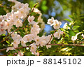 新緑に映える桜の花 88145102