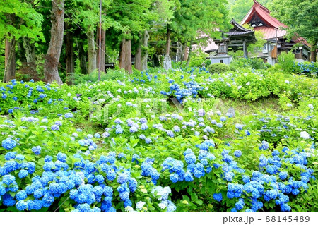 高源院のアジサイ 88145489
