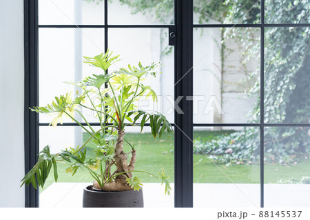 観葉植物・窓・家 88145537