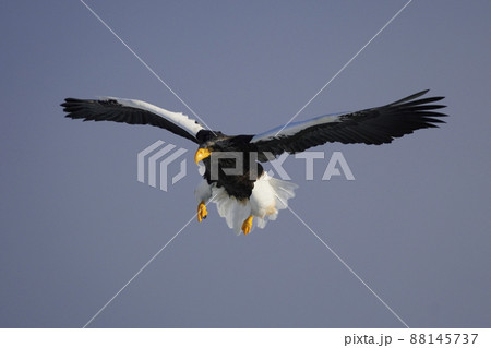 オオワシ 88145737
