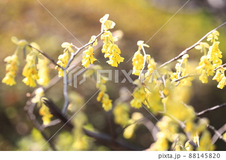 土佐水木 とさみずき の花の写真素材 1450