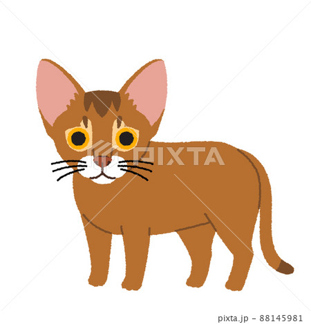 アビシニアンの猫イラストのイラスト素材 [88145981] - PIXTA