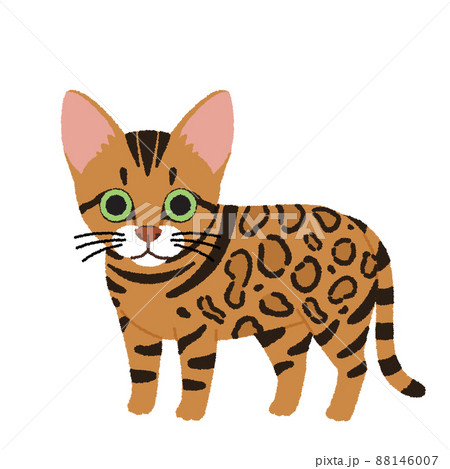 ベンガルの猫イラストのイラスト素材 [88146007] - PIXTA