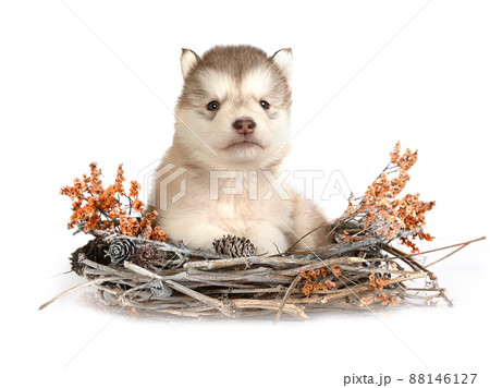 Cute Alaskan Malamute puppy sitting in a wicker basket isolated on a white background 88146127