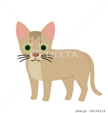 シンガプーラの猫イラストのイラスト素材 [88146218] - PIXTA