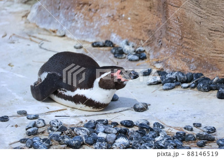 動物園の寝ている可愛いペンギン 88146519