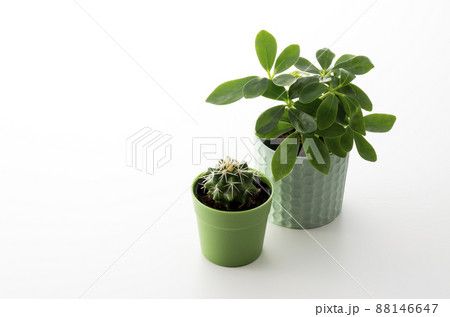 A small houseplant 88146647