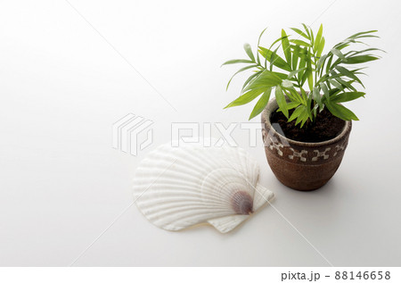 椰子と貝殻 88146658