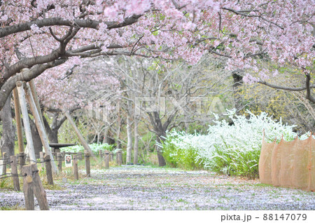 世田谷区にある芦花公園の満開桜と春の花たち 世田谷区にある芦花公園の満開桜と春の花たち 88147079