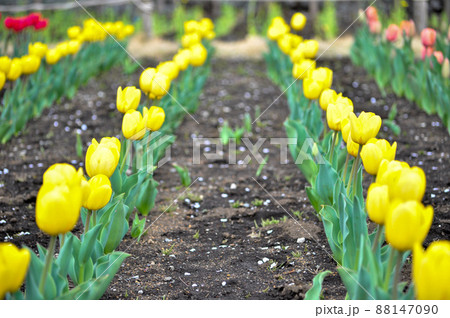 世田谷区にある芦花公園の満開桜と春の花たち 世田谷区にある芦花公園の満開桜と春の花たち 88147090