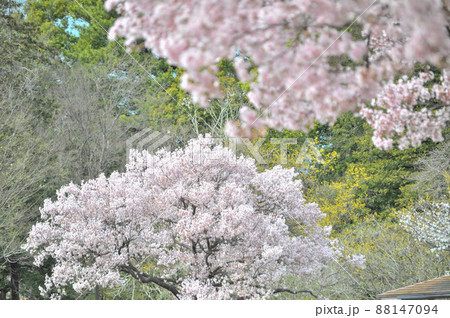 世田谷区にある芦花公園の満開桜と春の花たち 世田谷区にある芦花公園の満開桜と春の花たち 88147094