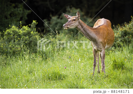 Interested red deer looking on grassland in spring 88148171