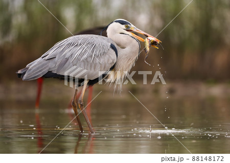 Grey heron catching fish in water in spring from side 88148172