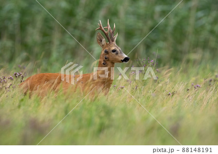 Roe deer with fibropapilomatosis standing on meadow in summer 88148191