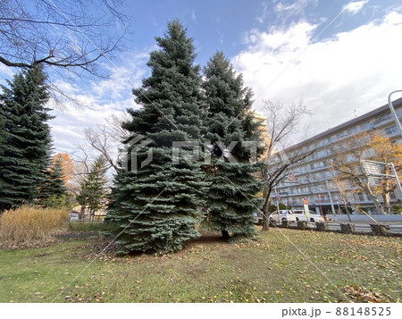 中島公園のプンゲンストウヒ 中島公園のプンゲンストウヒ 88148525