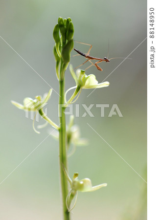 クモキリソウの花とカマキリの幼虫 88148950