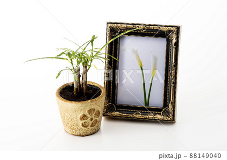 Flower photos I took and background materials for Flower photos I took and background materials for 88149040