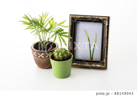 Flower photos I took and background materials for 88149043