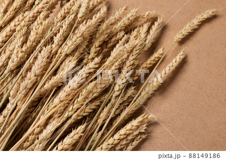 golden dry wheat plants with grains, on brown background, macro photography, concept 88149186