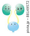 腎臓と膀胱・Kidney and Bladder 腎臓と膀胱・Kidney and Bladder 88149572
