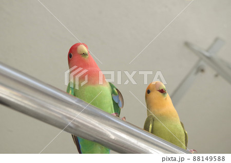 コザクラインコ 88149588