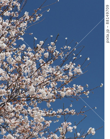 桜(春のイベントなどに) 桜(春のイベントなどに) 88149709