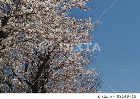 桜（春のイベントなどに） 88149719
