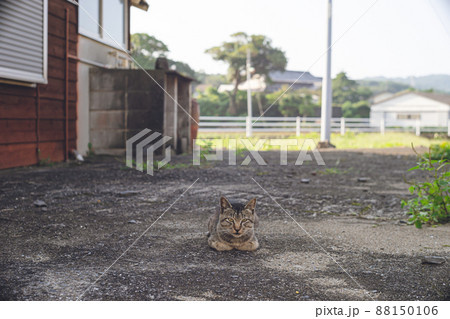 長崎県五島列島福江島のサバトラの野良猫 88150106