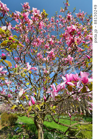 フランス・パリ、パレ・ロワイヤル庭園に咲いているモクレンの花。2022年3月21日撮影。 88150249