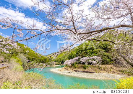春の古座川 88150282