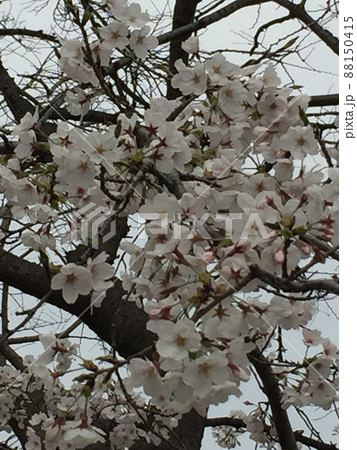長かった冬が終わり、暖かい春がもうそこまで。 長かった冬が終わり、暖かい春がもうそこまで。 88150415