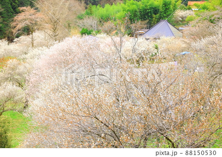 あきる野市徳雲院の梅 88150530