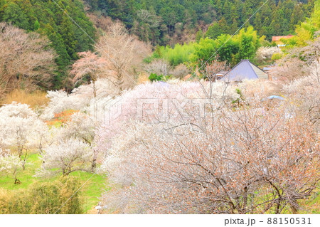 あきる野市徳雲院の梅 あきる野市徳雲院の梅 88150531
