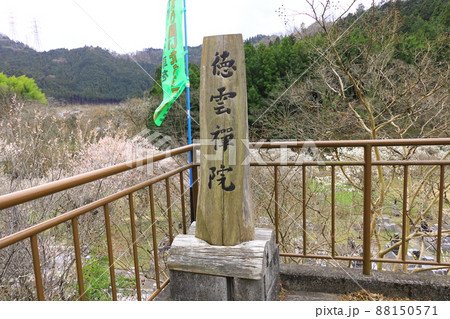 あきる野市徳雲院の梅 あきる野市徳雲院の梅 88150571