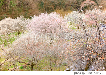 あきる野市徳雲院の梅 88150572