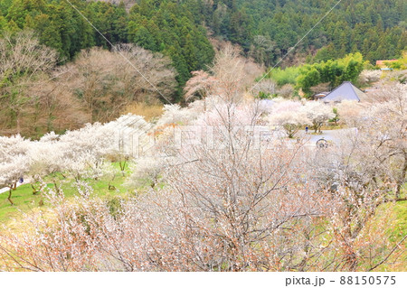 あきる野市徳雲院の梅 88150575