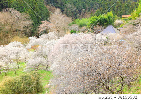 あきる野市徳雲院の梅 あきる野市徳雲院の梅 88150582