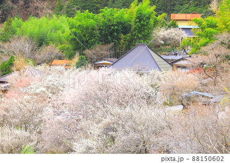 あきる野市徳雲院の梅 あきる野市徳雲院の梅 88150602