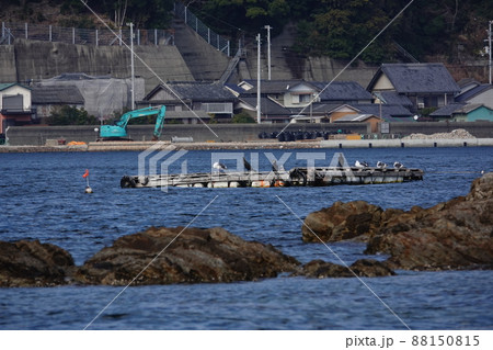 椿湾に浮かぶ筏に止まる海鳥 88150815