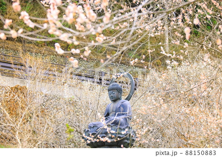 あきる野市徳雲院の梅 88150883