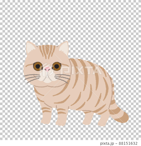 異國短毛貓圖 88151632