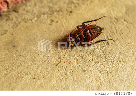 暖かくなると毎日のゴキブリ退治 88151707