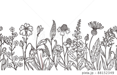 Sketch wild flowers pattern. Field plants, flower hand drawn. Bunch or bouquet, summer daisy. Spring botanical outline meadow greens, neoteric vector seamless banner 88152349