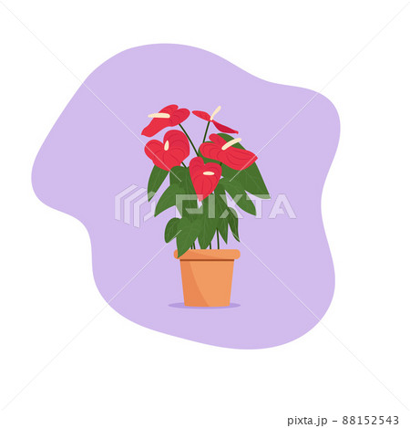 Beautiful flower in a pot. Plant in a pot. Anthurium 88152543