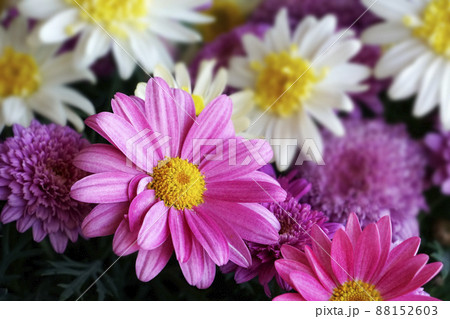 満開のピンクのマーガレットの花 88152603