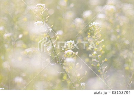 春の木漏れ日の中で風にそよぐぺんぺん草 春の木漏れ日の中で風にそよぐぺんぺん草 88152704