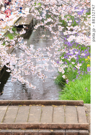 二ヶ領用水宿河原堤桜並木 88152747