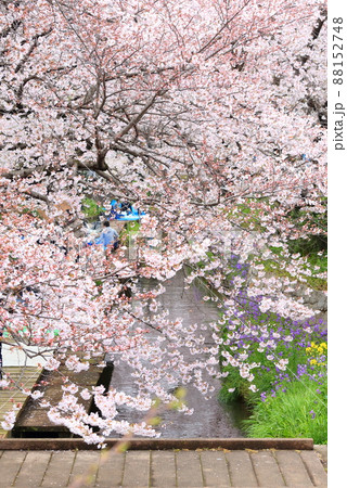 二ヶ領用水宿河原堤桜並木 88152748