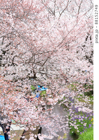 二ヶ領用水宿河原堤桜並木 88152749