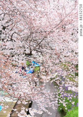 二ヶ領用水宿河原堤桜並木 88152750